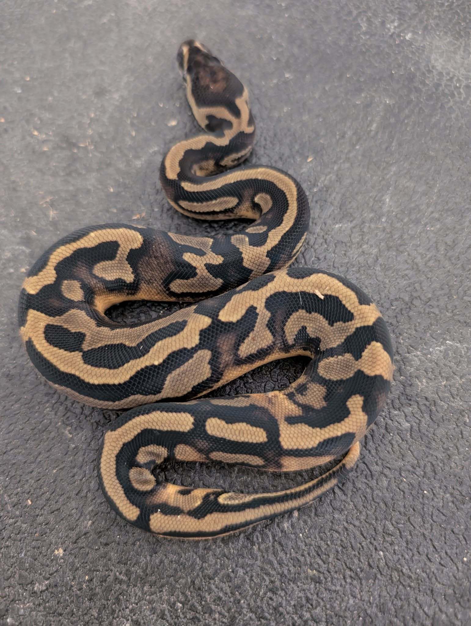 PythonHead Tracker