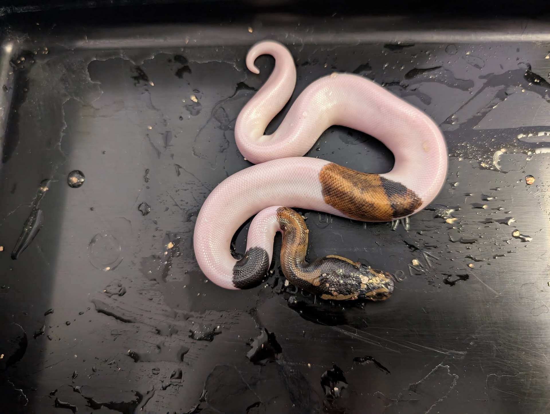 PythonHead Tracker