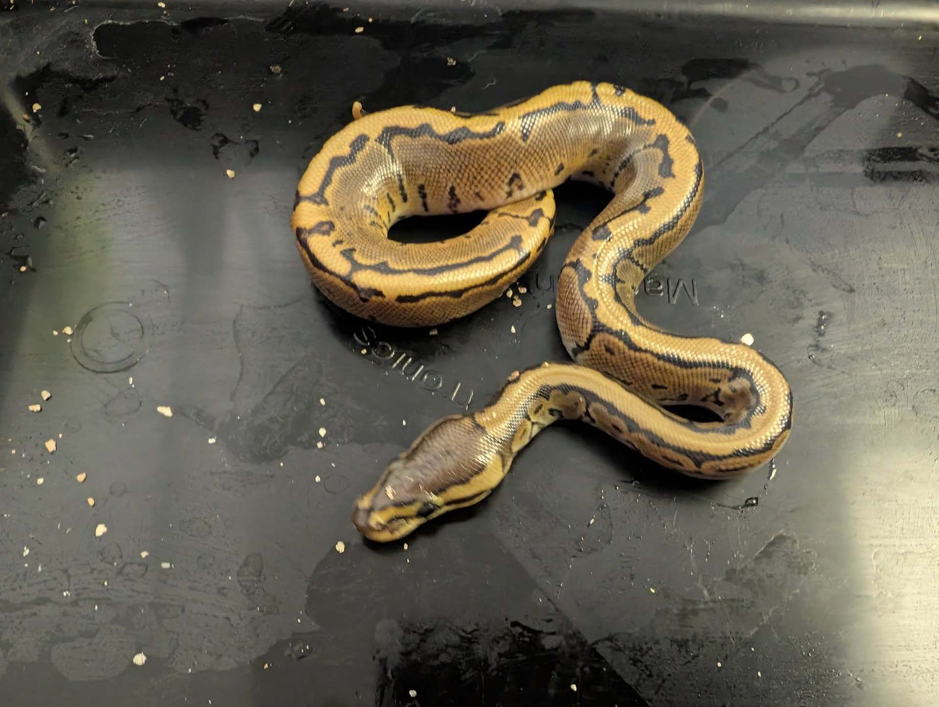 PythonHead Tracker