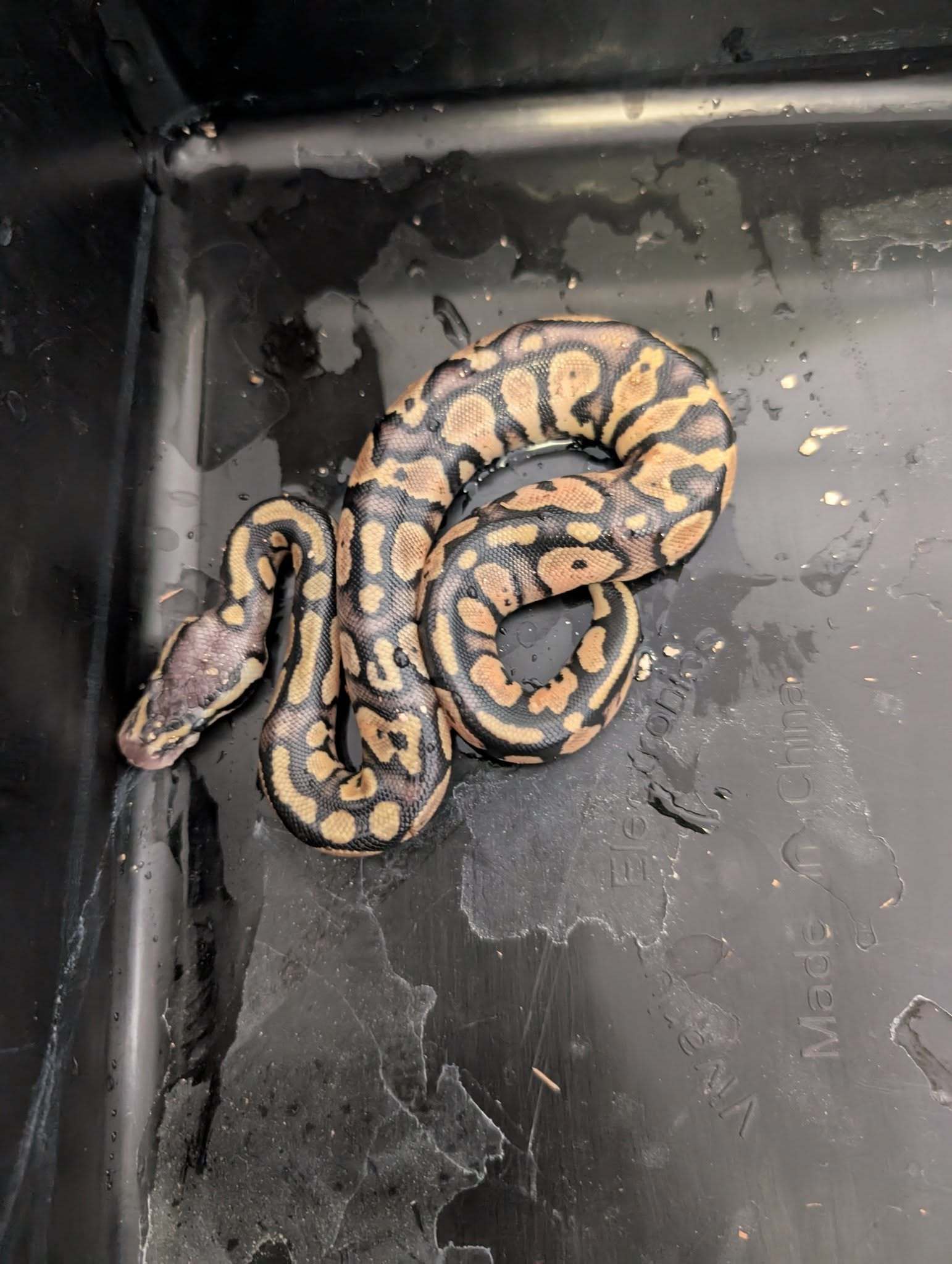 PythonHead Tracker